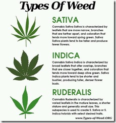 3 types cannabis