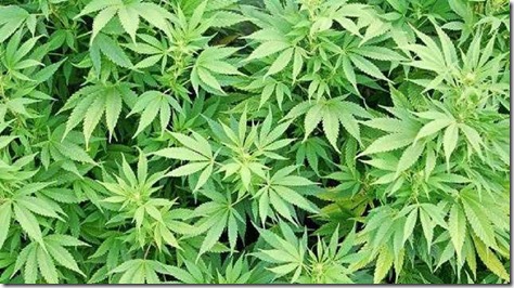24818176-marijuana-laws-marijuana-plants-jpg
